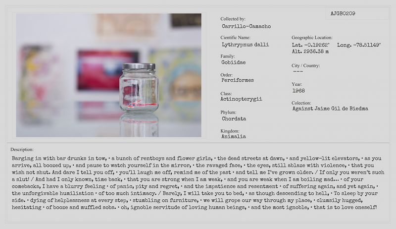 © Camila Ce - Image from the Actinopterygii: hermafroditas de arrecife photography project