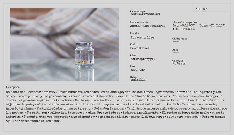 © Camila Ce - Image from the Actinopterygii: hermafroditas de arrecife photography project