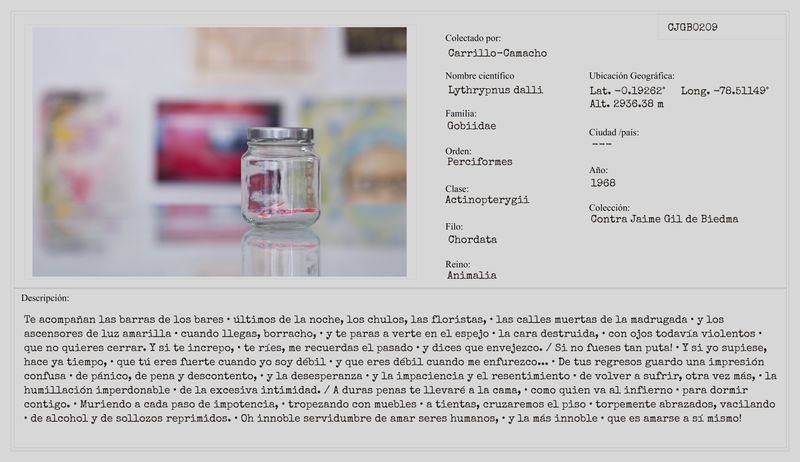 © Camila Ce - Image from the Actinopterygii: hermafroditas de arrecife photography project