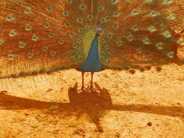 © Eirini Lachana - Image from the Yugen photography project