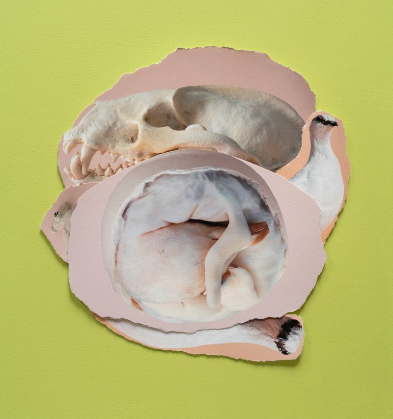 © Sylwia Kowalczyk - Image from the Metamorphoses photography project