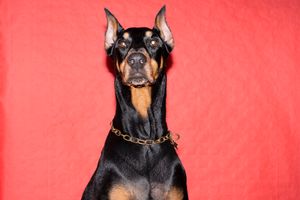 HE PLAYS THE MUSIC, WE DANCE