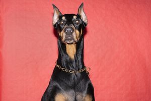 HE PLAYS THE MUSIC, WE DANCE