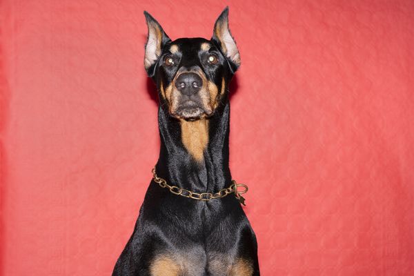 © Manuela Lorente - 1_Dog of Benigno