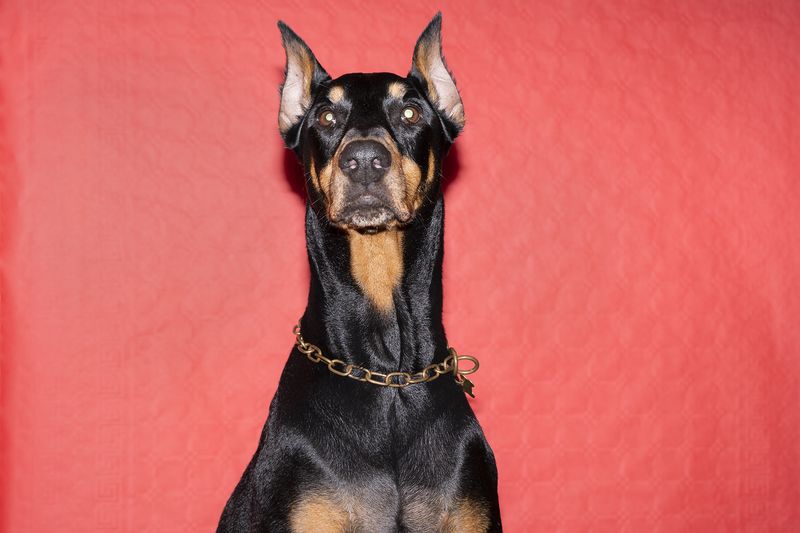 © Manuela Lorente - 1_Dog of Benigno