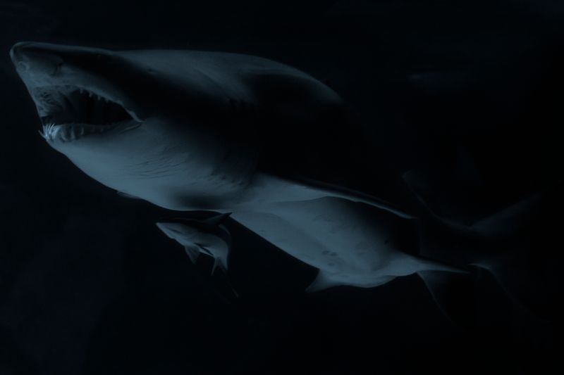 © Manuela Lorente - 20_Port of Galicia - What did he do with the bodies? - The less you know, the better.