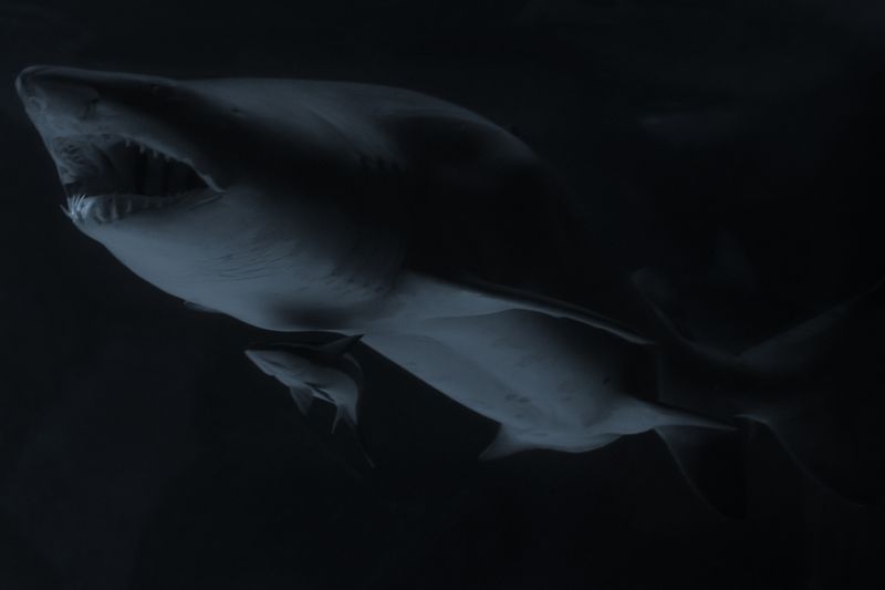 © Manuela Lorente - 20_Port of Galicia - What did he do with the bodies? - The less you know, the better.