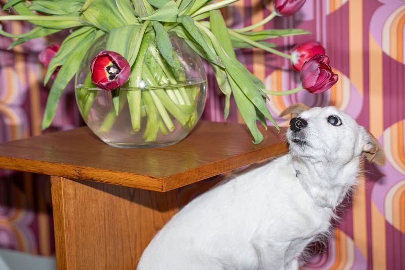 © Manuela Lorente - Image from the ¡WHAT A LAUGH, THEY ALL CRY! photography project