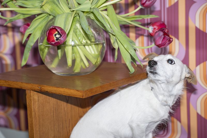 © Manuela Lorente - Image from the ¡WHAT A LAUGH, THEY ALL CRY! photography project