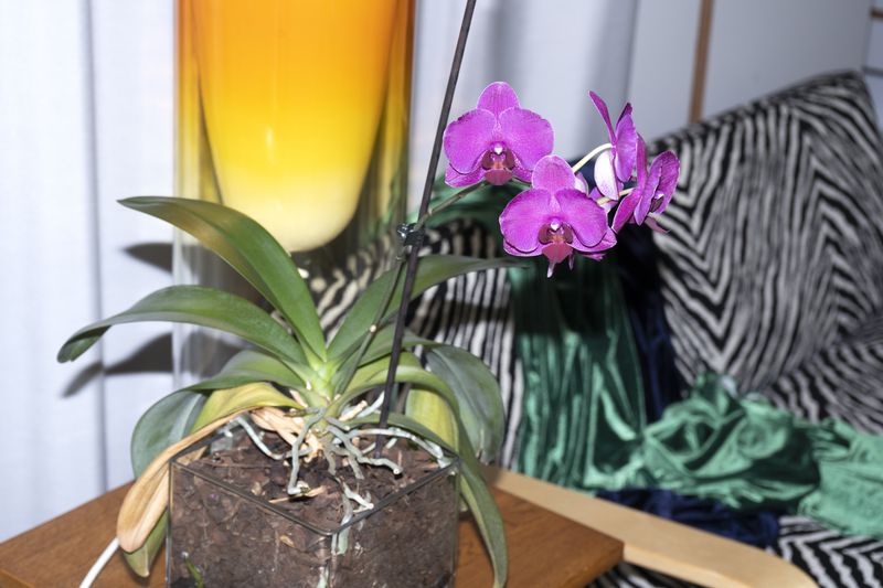 © Manuela Lorente - Image from the ¡WHAT A LAUGH, THEY ALL CRY! photography project