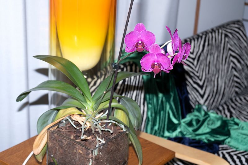 © Manuela Lorente - 9_Carmela's room. - Mom ... Mom ... Mom ...!,! Can't you hear the phone ?! - If it's your father, tell him to go to hell!