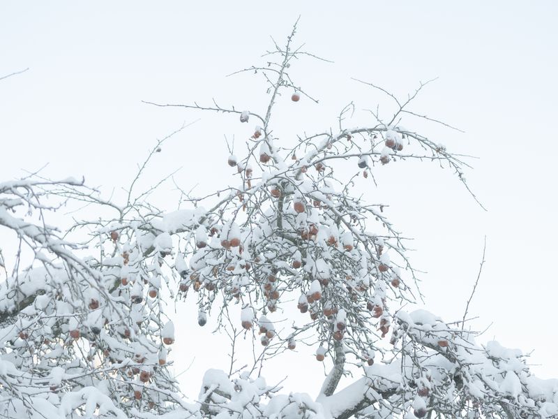 © Saara Tuominen - Image from the The tree of knowledge is not that of life photography project