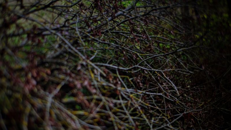 © Saara Tuominen - Image from the The tree of knowledge is not that of life photography project