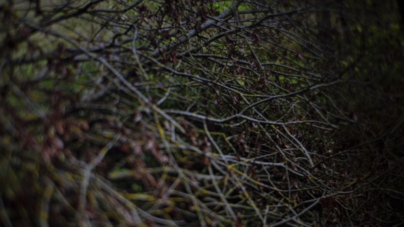 © Saara Tuominen - Image from the The tree of knowledge is not that of life photography project