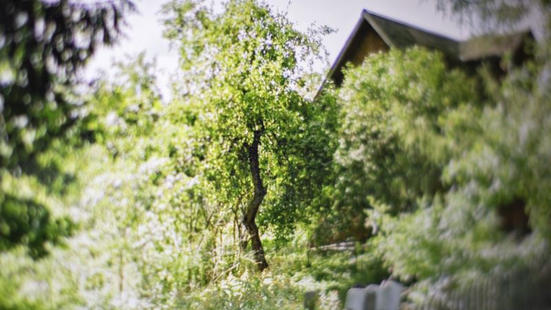 © Saara Tuominen - Image from the The tree of knowledge is not that of life photography project