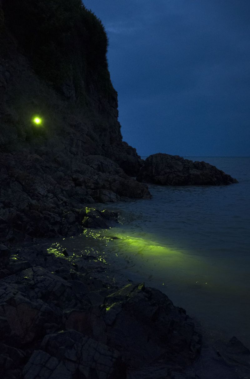 © Alice Pallot - Algues maudites, a sea of tears, green algae by night, 2022