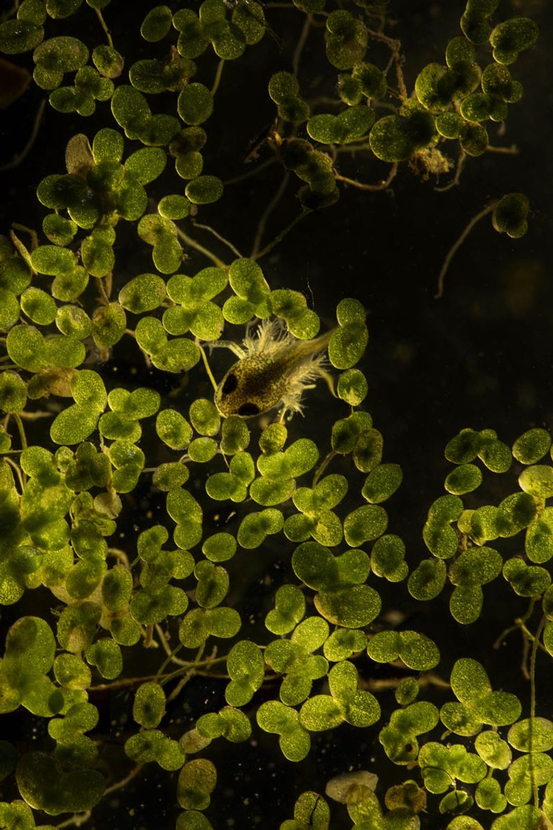 © Alice Pallot - Algues maudites, a sea of tears, newt, 2022