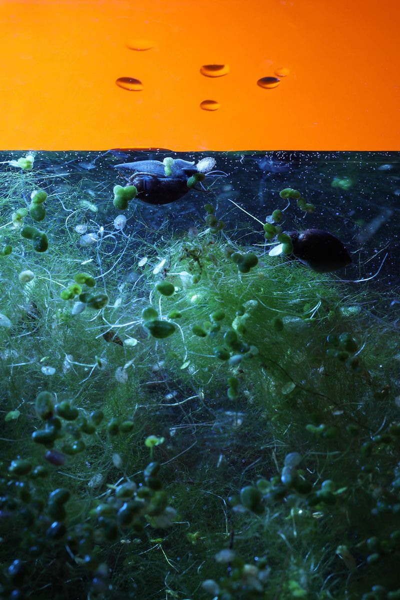 © Alice Pallot - Algues maudites, a sea of tears, anoxic snail, 2022