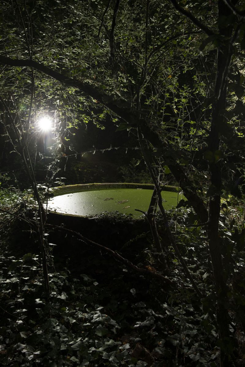 © Alice Pallot - Algues maudites, a sea of tears, pond, 2022