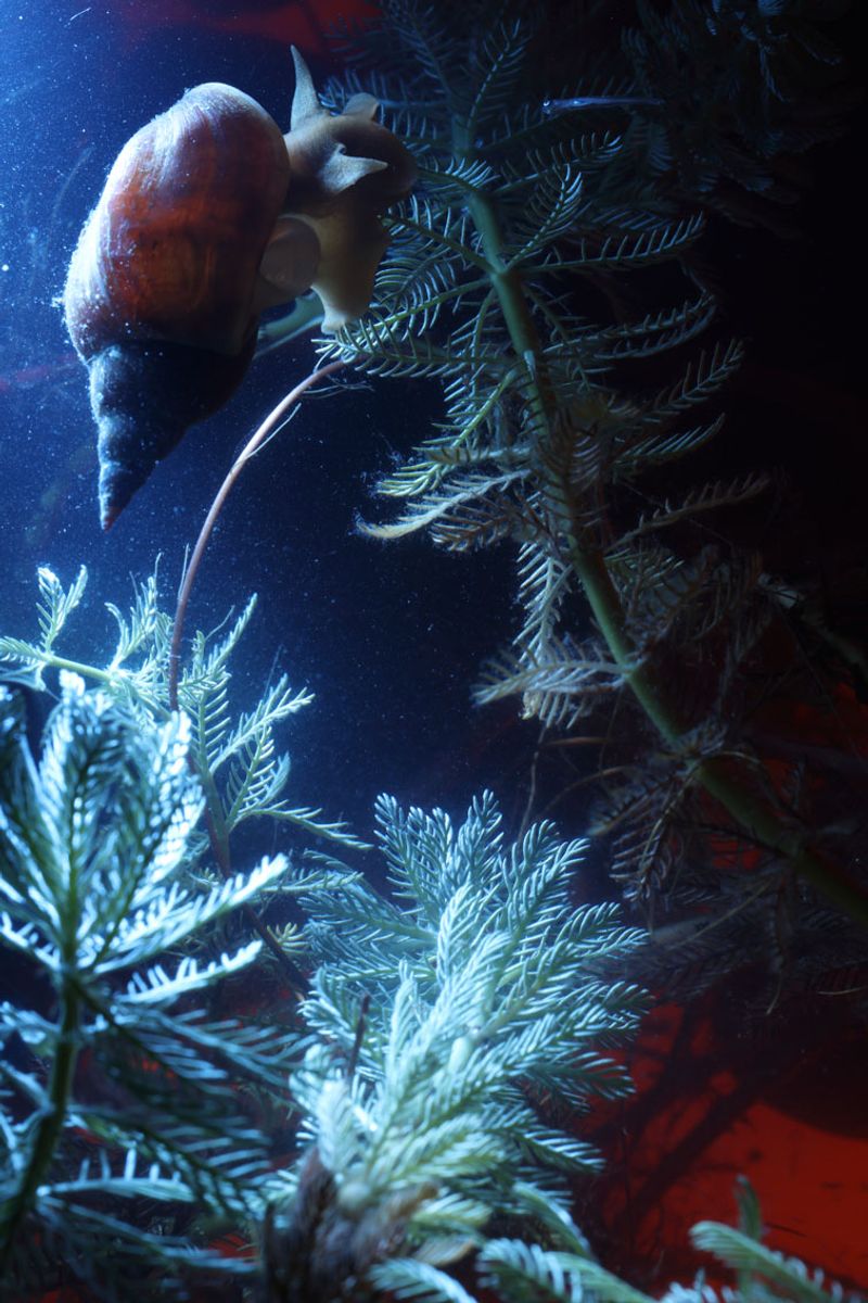 © Alice Pallot - Algues maudites, a sea of tears, anoxic snail, 2022