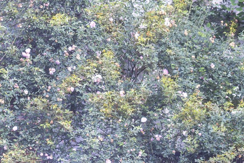 © Ramiro Flores Beltrán - Image from the El paraíso es cuando algo esta roto-Paradise is when something is broken photography project