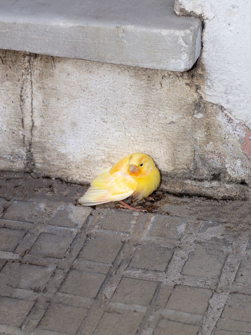 © Ramiro Flores Beltrán - Image from the El paraíso es cuando algo esta roto-Paradise is when something is broken photography project