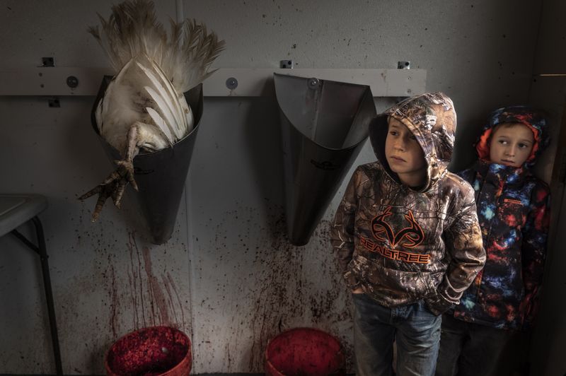 © Barbara Peacock - Slaughter Day