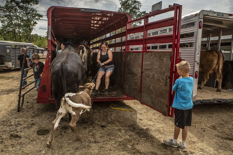 © Barbara Peacock - Loading Cows