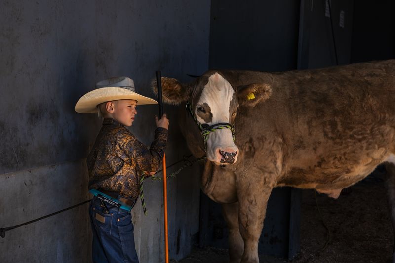 © Barbara Peacock - Jasper's Prize Cow