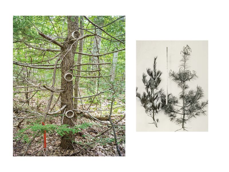 © Marion Belanger - Image from the Wired Forest photography project