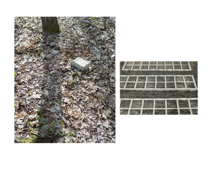 © Marion Belanger - Image from the Wired Forest photography project