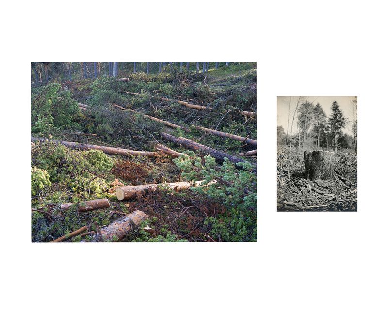 © Marion Belanger - Image from the Wired Forest photography project