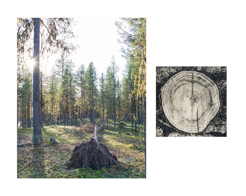 © Marion Belanger - Image from the Wired Forest photography project