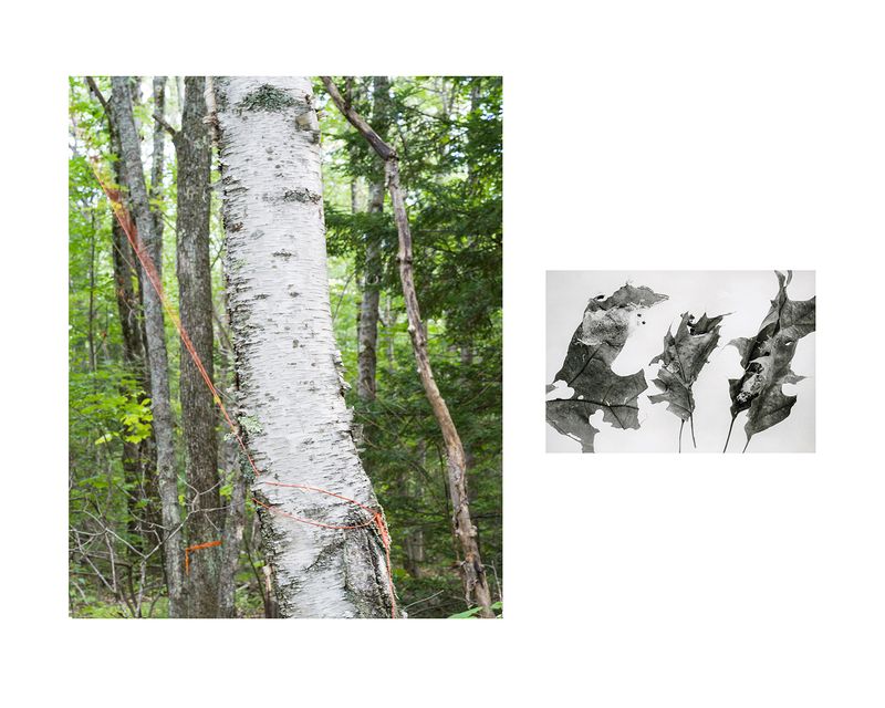 © Marion Belanger - Image from the Wired Forest photography project