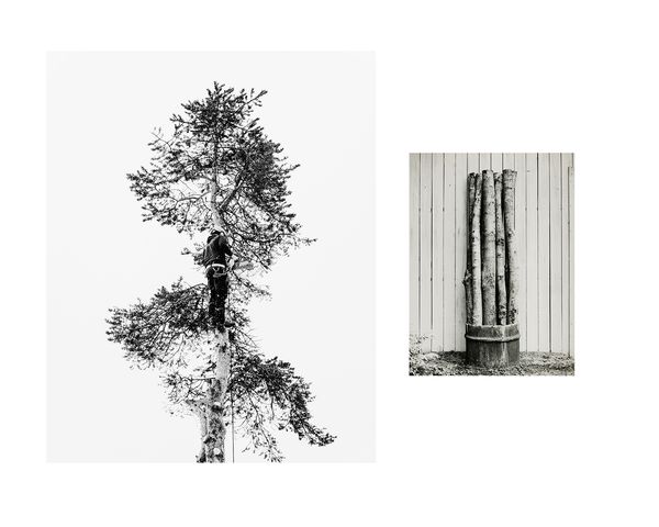 © Marion Belanger - Image from the Wired Forest photography project