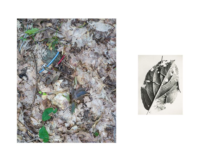 © Marion Belanger - Image from the Wired Forest photography project