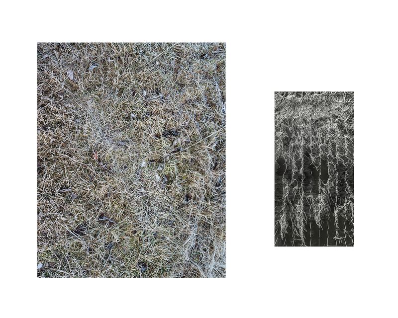 © Marion Belanger - Image from the Wired Forest photography project