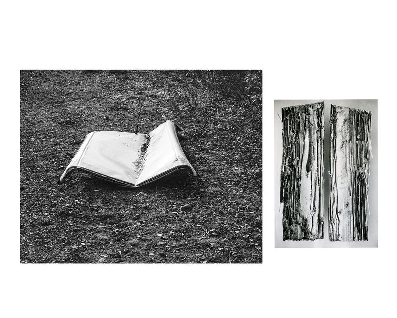 © Marion Belanger - Image from the Wired Forest photography project