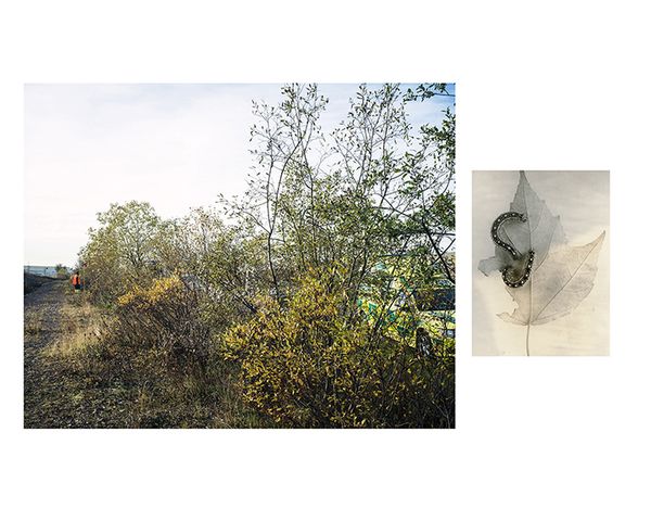 © Marion Belanger - Image from the Wired Forest photography project