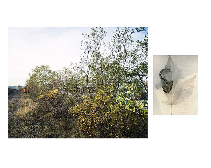 © Marion Belanger - Image from the Wired Forest photography project