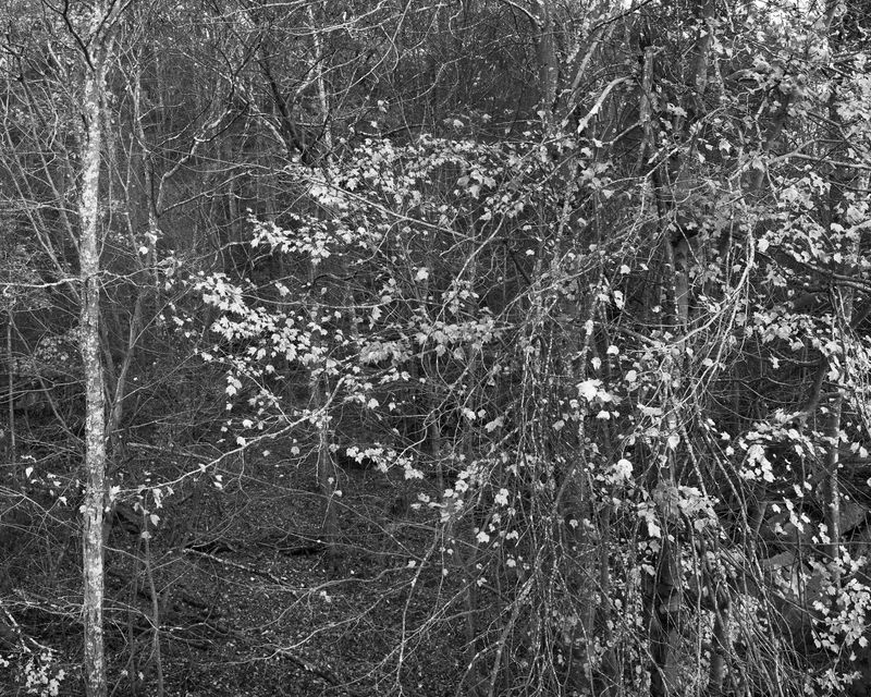 © Marion Belanger - Image from the Lost Lake photography project