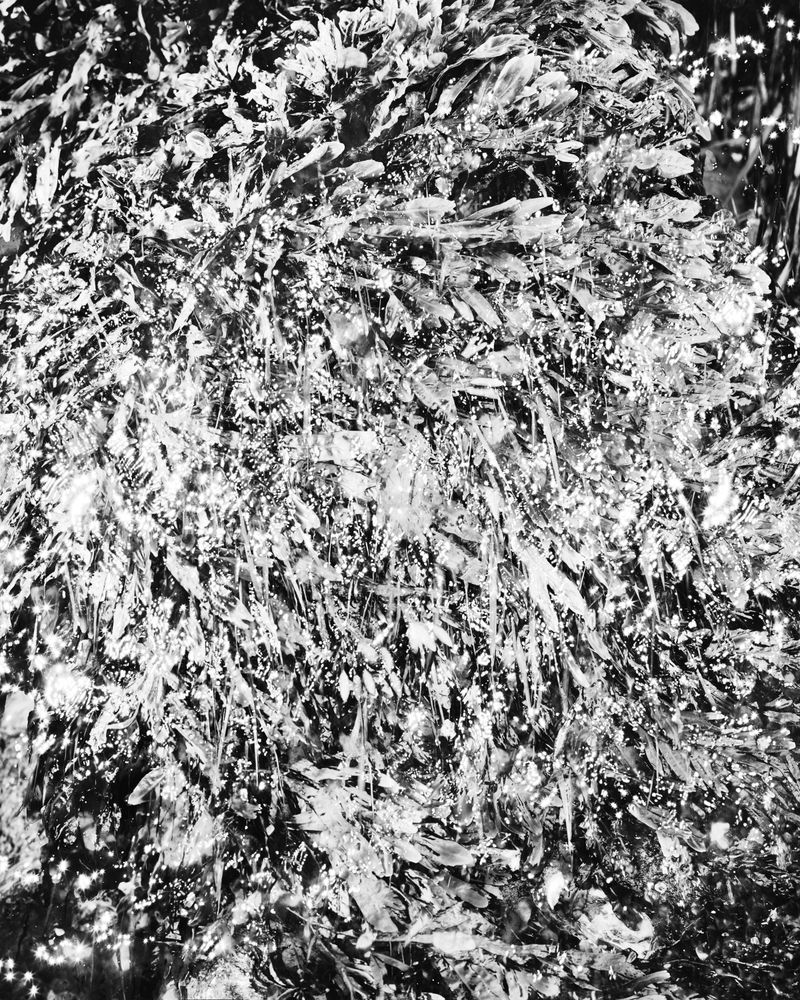 © Marion Belanger - Image from the Lost Lake (Estuary) photography project