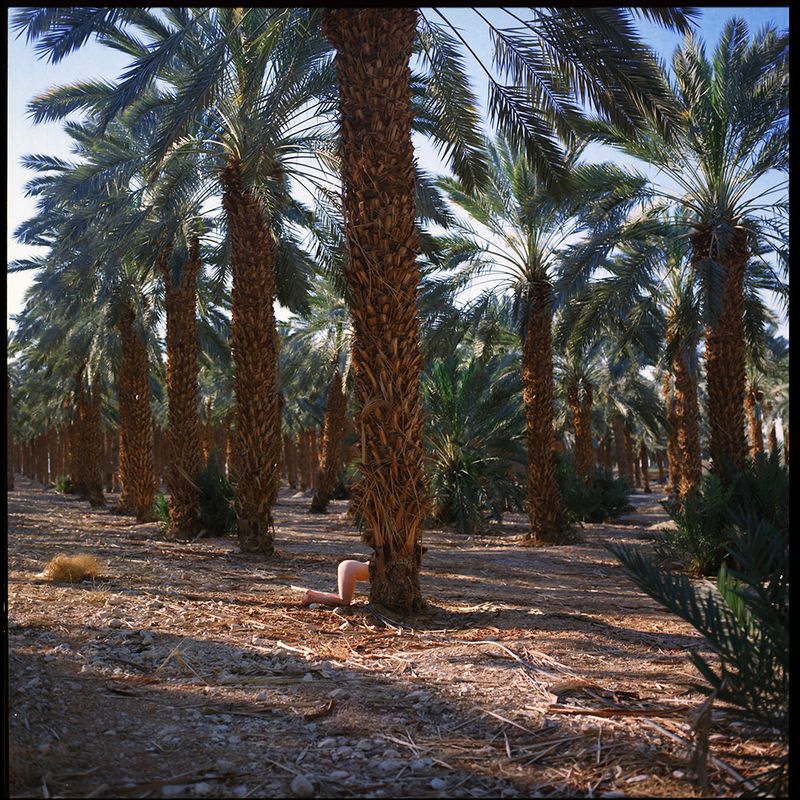 © Sivan Elirazi - Foreign fruit (from 'Venus in Palestina'),2017inkjet print50*50 cm