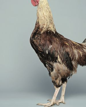 Tatita