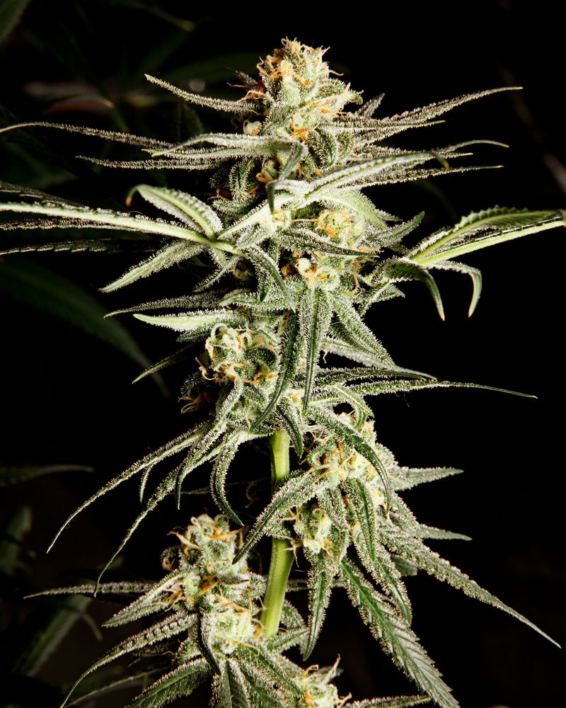 © Juan Brenner - Image from the INSIDIA photography project