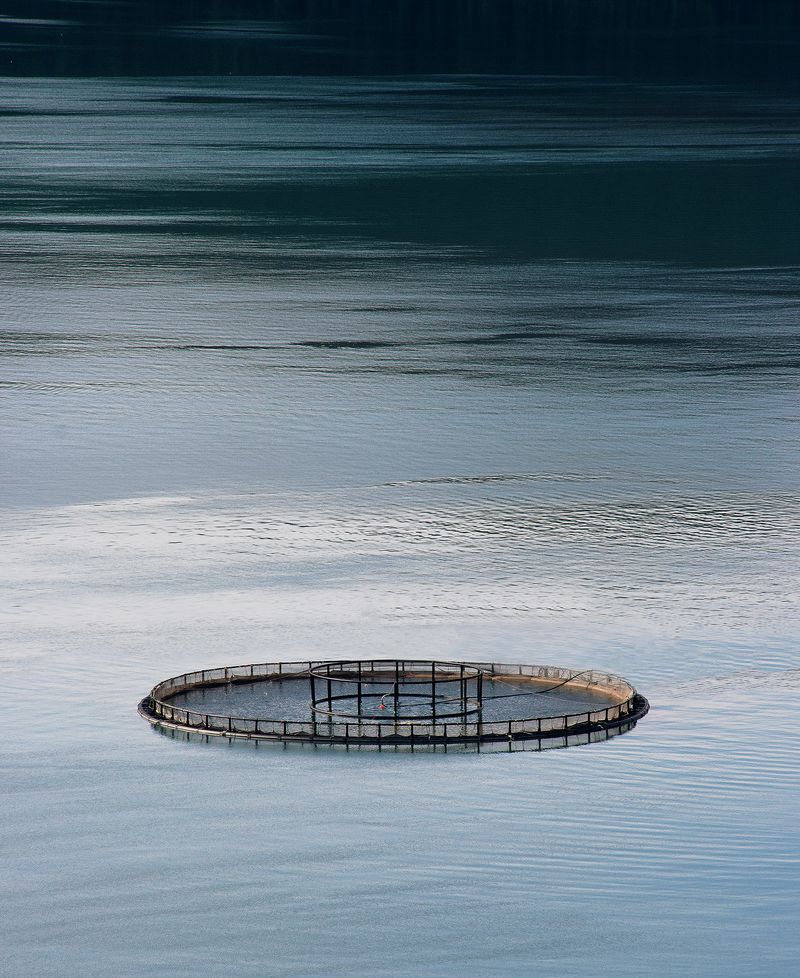 © Marcelle Bradbeer - Salmon Ring, 2018Norway