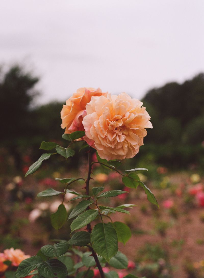 © Safia Mirzai - Image from the Our Dawning Day Draws Its First Breath photography project