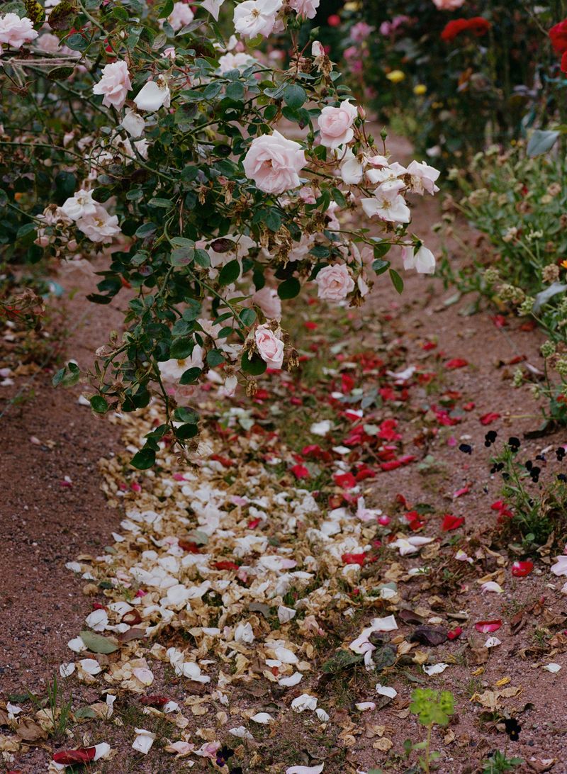 © Safia Mirzai - Image from the Our Dawning Day Draws Its First Breath photography project