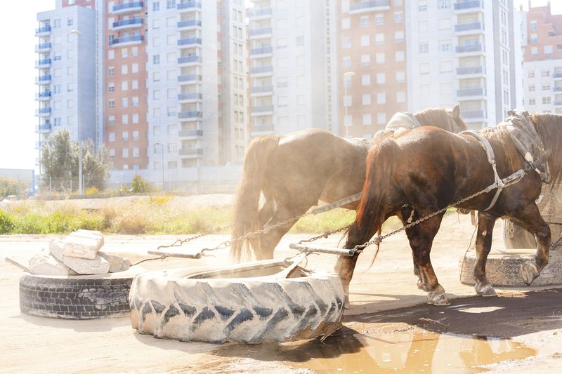 © Ricardo Cases - Image from the El Porqué de las Naranjas (The mechanics of chaos) photography project