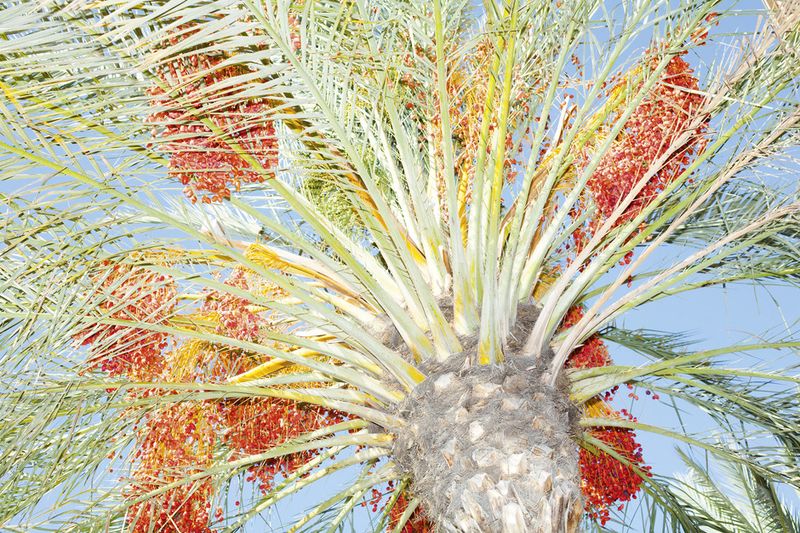 © Ricardo Cases - Image from the El Porqué de las Naranjas (The mechanics of chaos) photography project